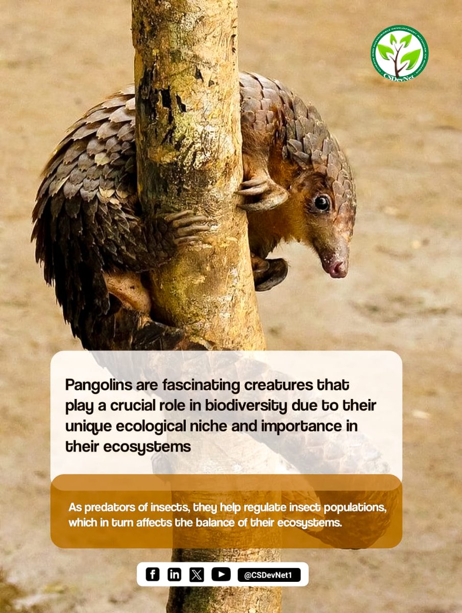 #Pangolins are fascinating creatures that play a crucial role in #biodiversity due to their unique ecological niche and importance in their ecosystem. What consequences might we face if these fascinating mammals go extinct, and what actions can we take to prevent it? @WWF
