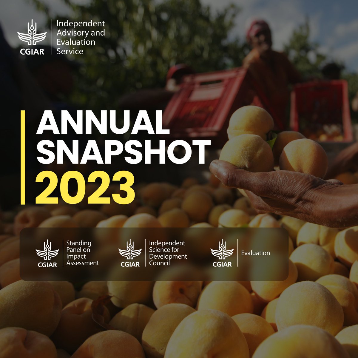 🚀 Out now: @IAES_CGIAR 2023 Annual Snapshot From advising to evidence-based evaluations of the @CGIAR, the 2023 efforts of @isdc_cgiar, @cgiarspia & the Evaluation Function, backed by IAES operational support, showcase a year of exceptional productivity: bit.ly/4bK83Km