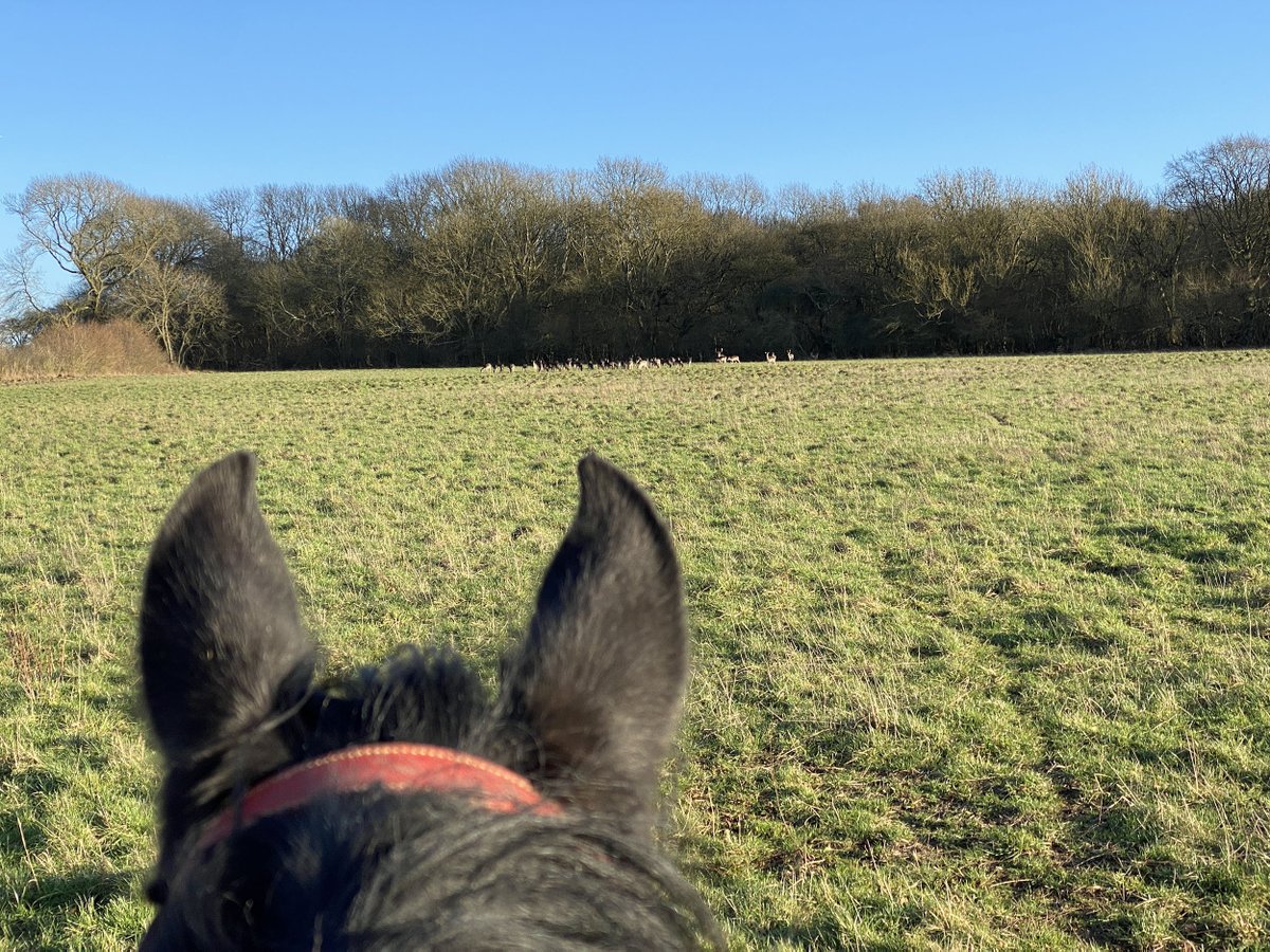 I am working on several new videos, but life is getting in the way a little. Meanwhile the land is drying up, and spring is in the air. Here's Gossamer's view the other day. A herd of over a hundred deer coming out of the woodland. They allowed us to get reasonably close before…