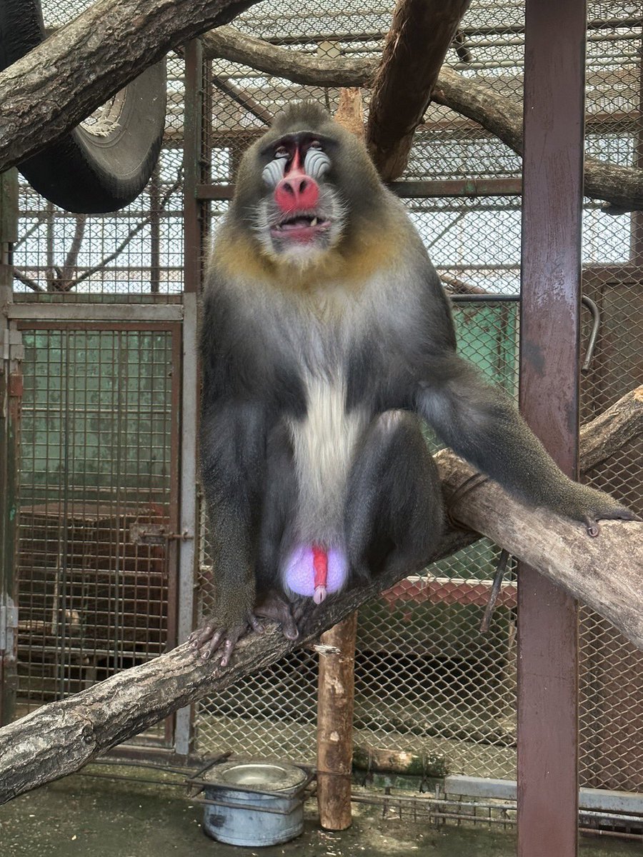 3月6日はサルの日（勝手に制定）🐵 ということで、サルの写真を