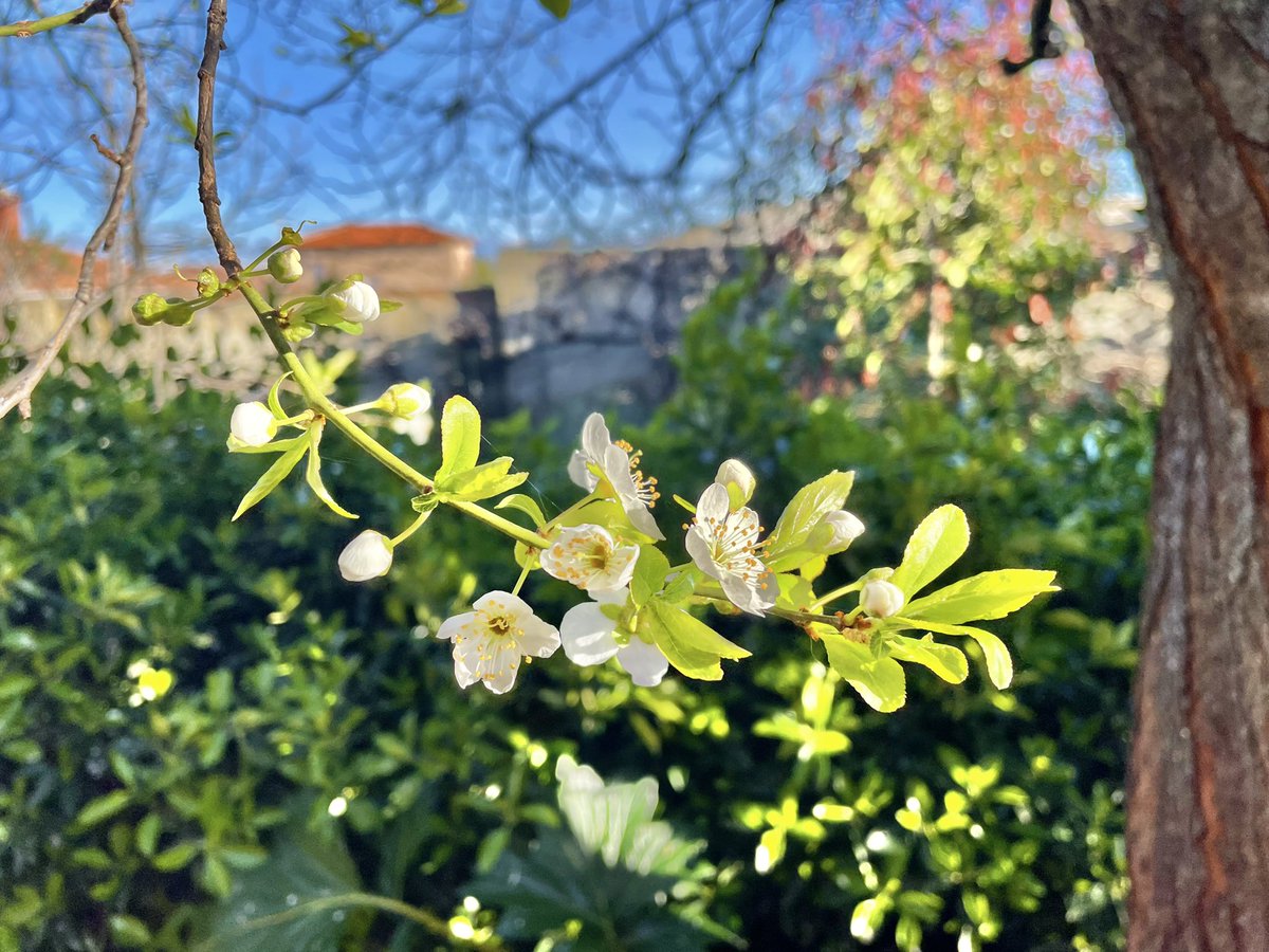 nachoramosc's tweet photo. Comienzan a abrir las flores del ciruelo. Momento zen. #mijardin #toledo #ciruelo #acanto #prunusdomestica https://t.co/pz3JjrFDUU
