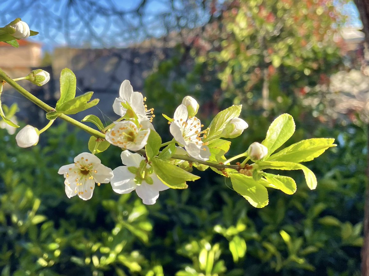 nachoramosc's tweet photo. Comienzan a abrir las flores del ciruelo. Momento zen. #mijardin #toledo #ciruelo #acanto #prunusdomestica https://t.co/pz3JjrFDUU
