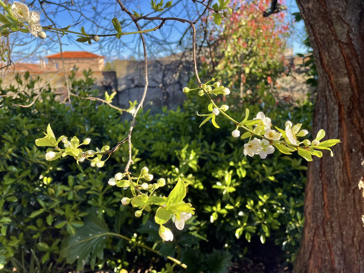 nachoramosc's tweet photo. Comienzan a abrir las flores del ciruelo. Momento zen. #mijardin #toledo #ciruelo #acanto #prunusdomestica https://t.co/pz3JjrFDUU