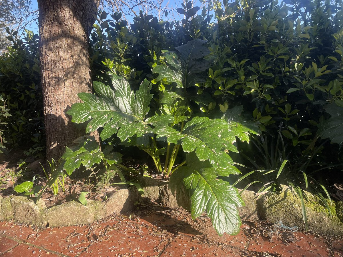 nachoramosc's tweet photo. Comienzan a abrir las flores del ciruelo. Momento zen. #mijardin #toledo #ciruelo #acanto #prunusdomestica https://t.co/pz3JjrFDUU