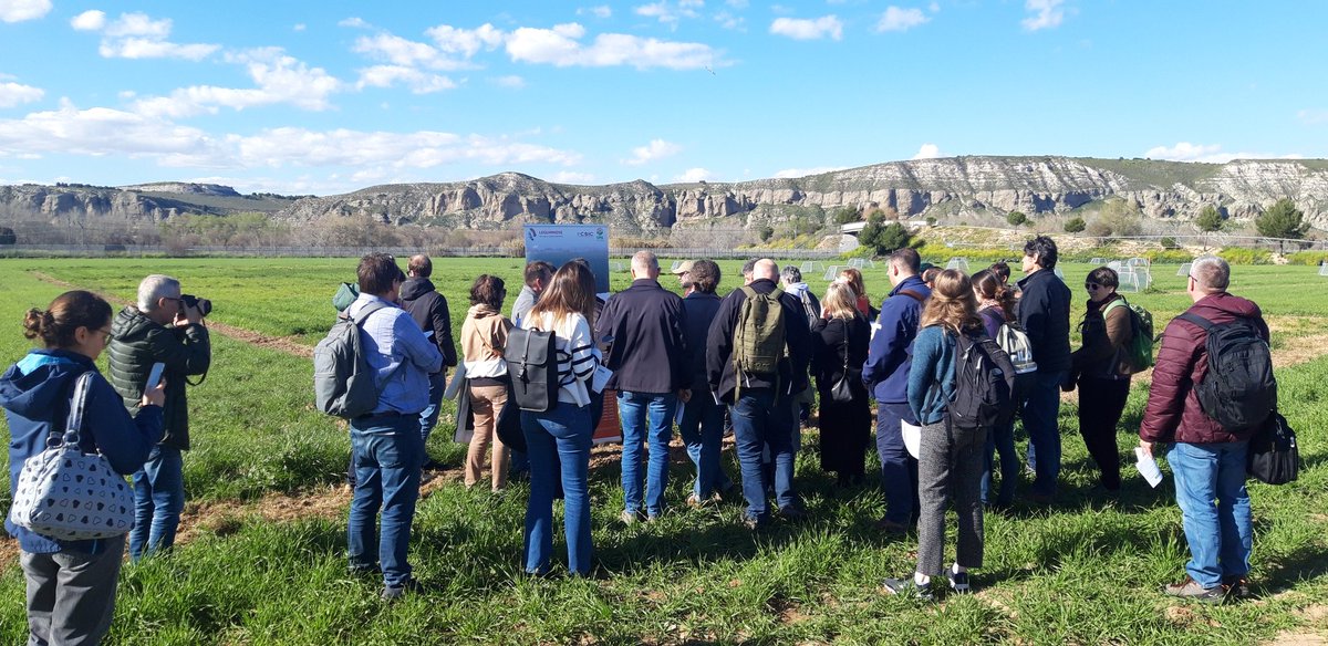 Enjoying the ☀️ yesterday looking at #intercropping trials in Madrid as part of <a href="/Leguminose_EU/">LEGUMINOSE Project</a>. Thanks to <a href="/CSIC/">CSIC</a> for hosting us!