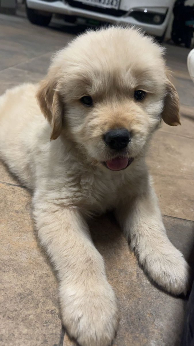 Slattsr4's tweet photo. Collection of some of my friends dogs https://t.co/ilulrivdfv