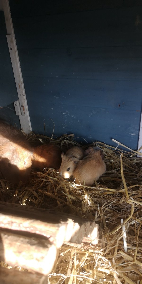Coed Glas Pet Care Committee (@coedglaspcc) on Twitter photo And now it's Betsan's turn to have her babies! 4 beautiful new pups 💞 We now have 13 guinea pigs! 😍 <a href="/CoedGlas/">Coed Glas Primary</a> And now it's Betsan's turn to have her babies! 4 beautiful new pups 💞 We now have 13 guinea pigs! 😍 <a href="/CoedGlas/">Coed Glas Primary</a>