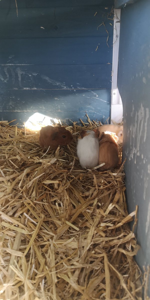 CoedGlasPCC's tweet photo. And now it's Betsan's turn to have her babies! 4 beautiful new pups 💞 We now have 13 guinea pigs! 😍  @CoedGlas https://t.co/N6PTt5yj6w