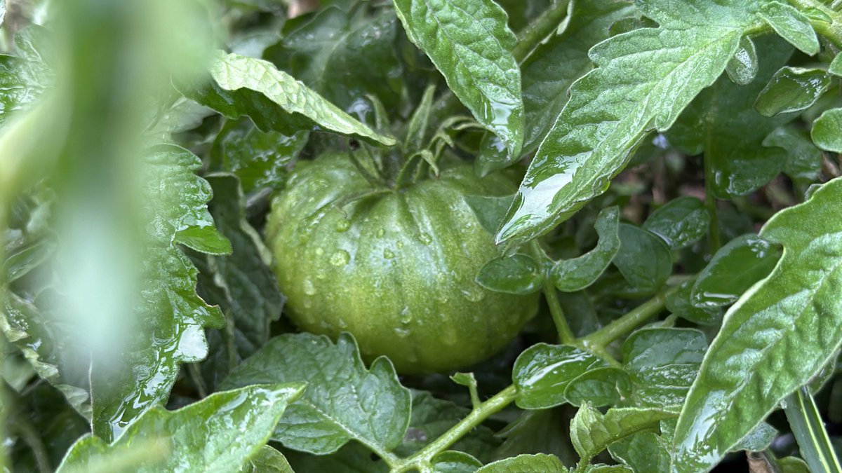 aaaaalmost there 🍅