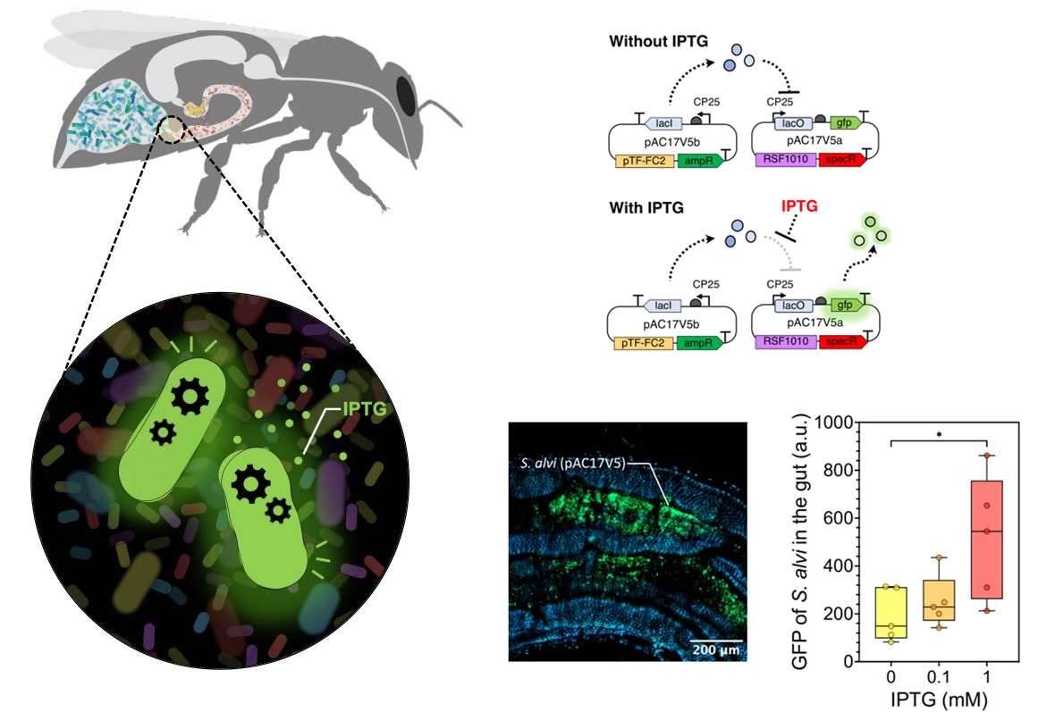 PLOS Biology (@plosbiology) on Twitter photo Bees are a powerful system to probe host-gut #microbiota interactions. <a href="/a_chhun/">Audam CHHUN</a> <a href="/PEngellab/">Philipp Engel</a> <a href="/YSchaerli/">Yolanda Schaerli</a> &co engineer a native bacterial #symbiont of the #HoneyBee to non-invasively sense & report exposure to molecular cues inside the gut #PLOSBiology plos.io/3P8ioWJ Bees are a powerful system to probe host-gut #microbiota interactions. <a href="/a_chhun/">Audam CHHUN</a> <a href="/PEngellab/">Philipp Engel</a> <a href="/YSchaerli/">Yolanda Schaerli</a> &co engineer a native bacterial #symbiont of the #HoneyBee to non-invasively sense & report exposure to molecular cues inside the gut #PLOSBiology plos.io/3P8ioWJ