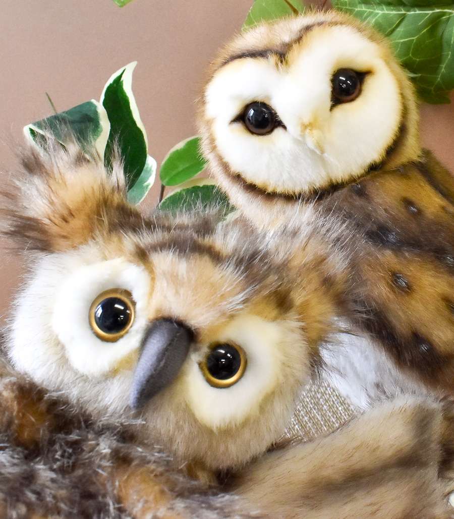 ＊恭ちゃんフクロウ君＊【メンフクロウ】＊レア 恭ちゃん様専用フクロウ君＊【メンフクロウ】＊レア