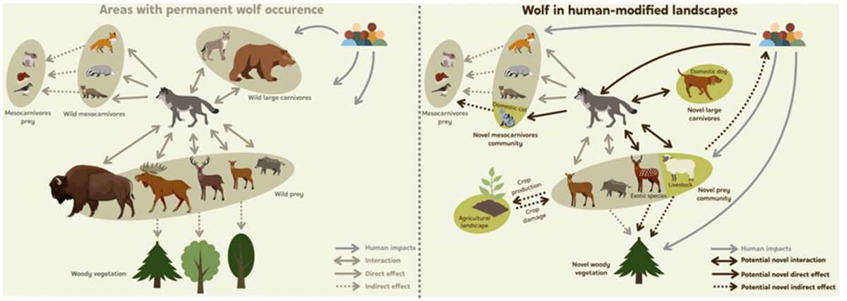 Wolves recolonize novel ecosystems leading to novel interactions 🐺

Wolves in human-modified ecosystems engage in an array of novel interactions &amp; potential novel trophic cascades that do not occur in more natural ecosystems with lower human impact 

🔗 doi.org/10.1111/1365-2…
