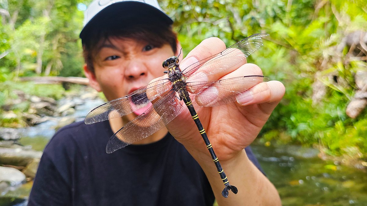 🎥YouTube更新しました🎥 世界最大のトンボ「テイオウムカシヤンマ」を