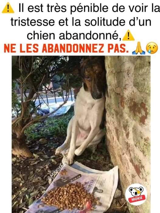animaux_planete's tweet image. Ne les abandonnez pas 🙏😔