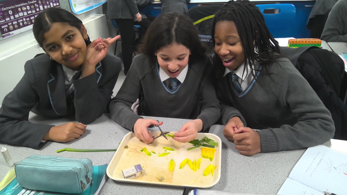 As part of their reproduction topic, Mr Wyatt-Moon's Year 7 class carried out a seasonal dissection looking at the reproductive organs of a Daffodil.