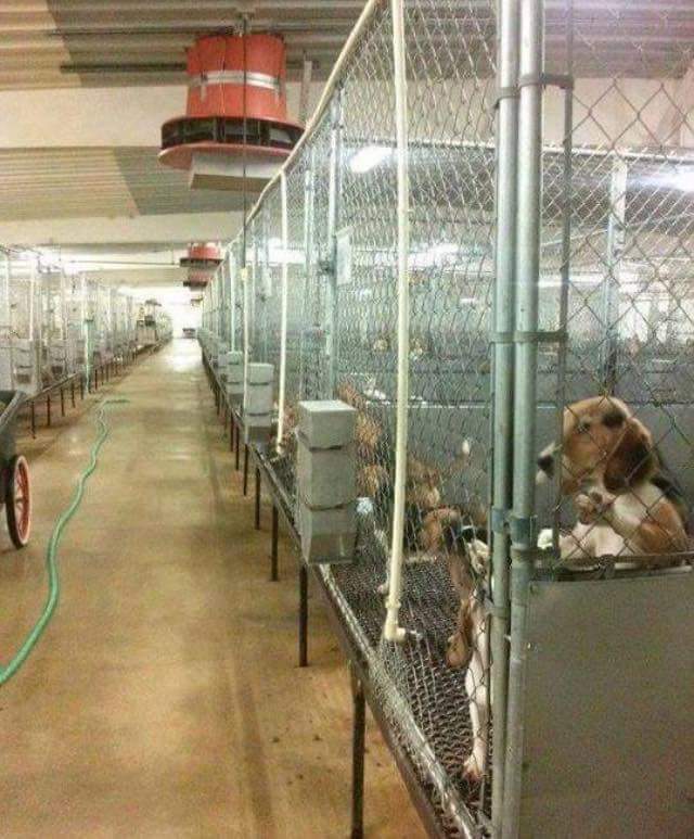 AdeaClaude's tweet image. Des milliers de Beagles sont élevés délibérément pour être utilisés dans la recherche...
Les tests et les tortures les plus ignobles leur seront réservés pour des résultats qui n'auront aucun effet sur l'homme !
Des alternatives existent :
STOP AUX TESTS SUR LES ANIMAUX 😡😡😡