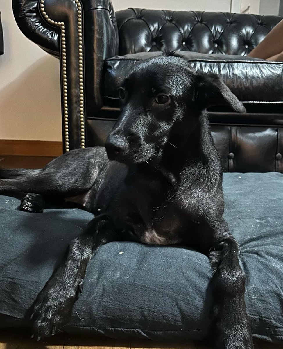 🐾 Nuevamente Willi Alarcón y Camila rescataron otra perrita de la calle. Es hermosa y muy tranquila. 

Ellos solamente pueden darle tránsito, así que si saben de alguien que pueda adoptarla, se pueden comunicar conmigo, y yo los contacto con ellos.  

🙏🏽 Se agradece difusión.