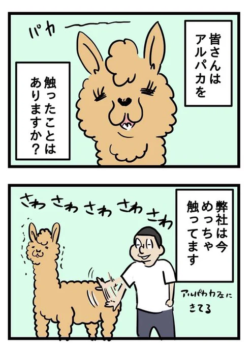 アルパカの店にスカウトされた話 