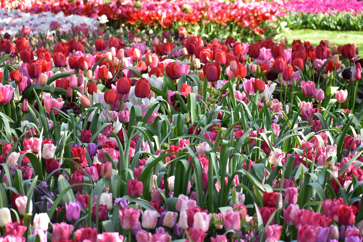 Der Name “Keukenhof” kann ins Deutsche als “Küchengarten” übersetzt werden. Ursprünglich war dieser Ort im 15. Jahrhundert ein Jagdgebiet, auf dem auch Obst und Gemüse angebaut wurden, die für die Schlossküche verwendet wurden. #Tulpenblüte #Keukenhof2024 #Hollandreise #Keukenhof