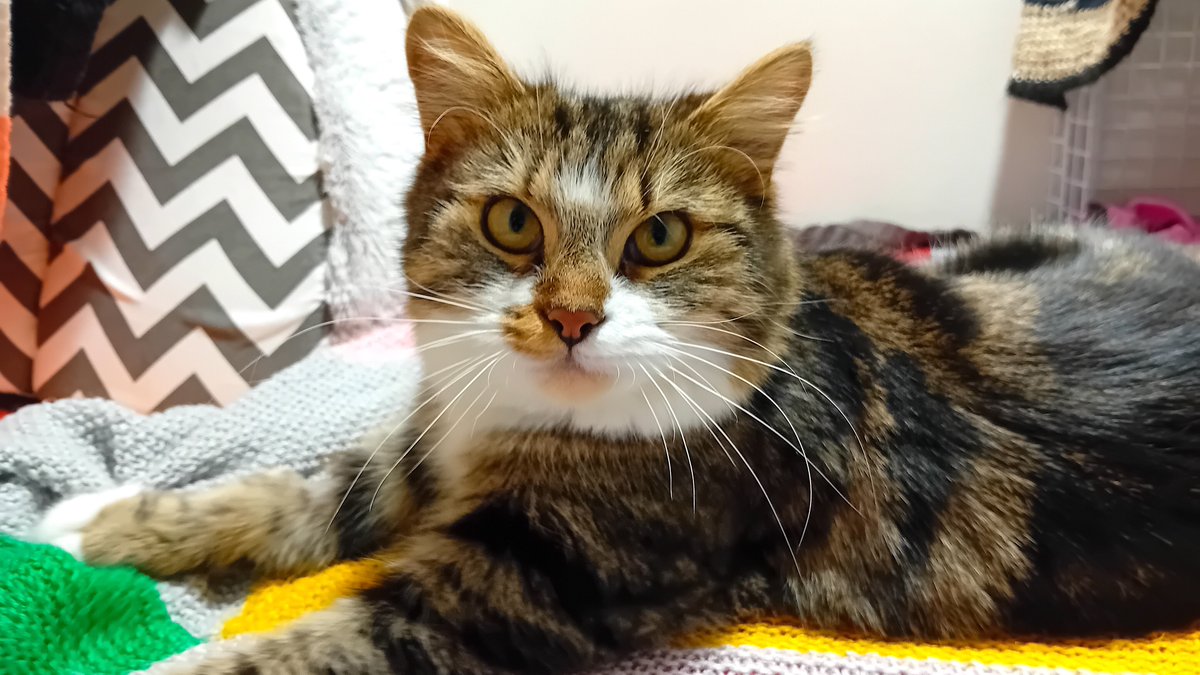 Help us congratulate Brianna, who recently went off to a new loving home and is settling in brilliantly! We're so happy for you, Brianna. 😻