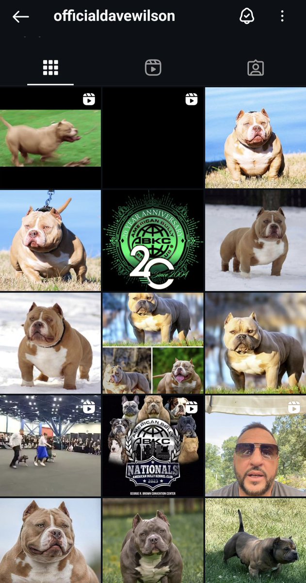 The ABKC gave DBMLM thousands of pounds to help fund a Judicial Review of the XL Bully ban. This is the ABKC president's Instagram page.

The ABKC and DBMLM claim we should blame bad, irresponsible owners for attacks.

What responsible owner encourages ear cropping?