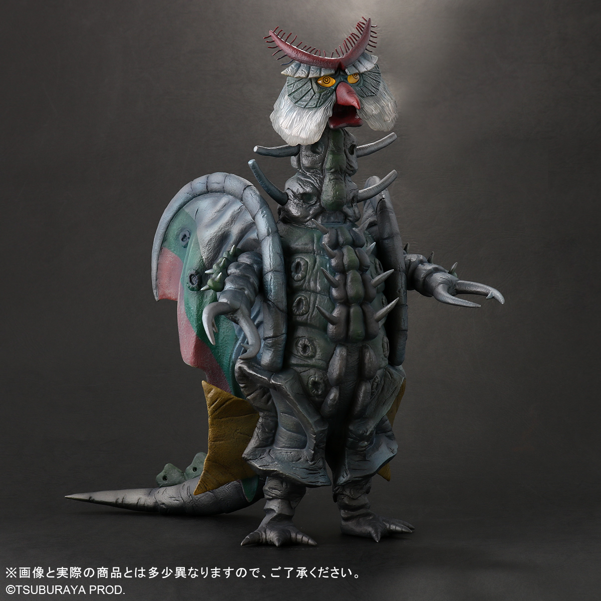 カメルーン産 クワドリマキュラトス ゴライアス70mm