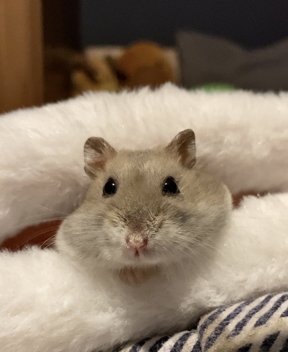 HiddenMistery's tweet photo. Bebü ❤️ #Hampter #HamsterContent https://t.co/yAJSMy5QzD