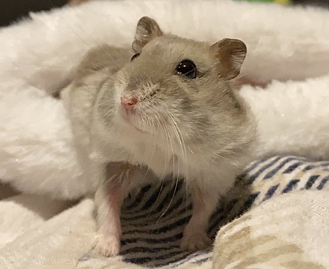 HiddenMistery's tweet photo. Bebü ❤️ #Hampter #HamsterContent https://t.co/yAJSMy5QzD