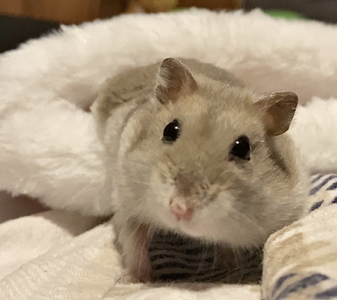 HiddenMistery's tweet photo. Bebü ❤️ #Hampter #HamsterContent https://t.co/yAJSMy5QzD