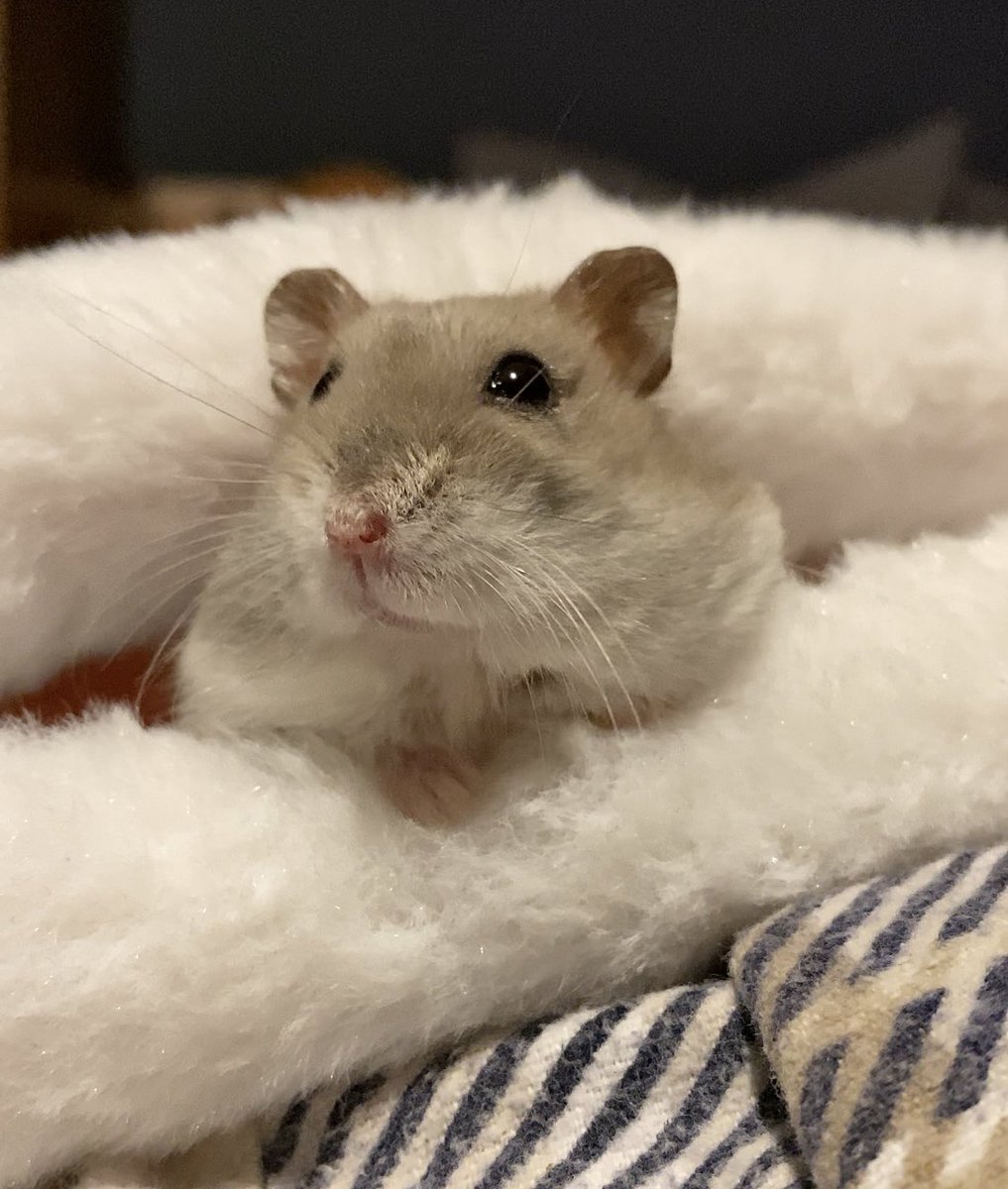 HiddenMistery's tweet photo. Bebü ❤️ #Hampter #HamsterContent https://t.co/yAJSMy5QzD