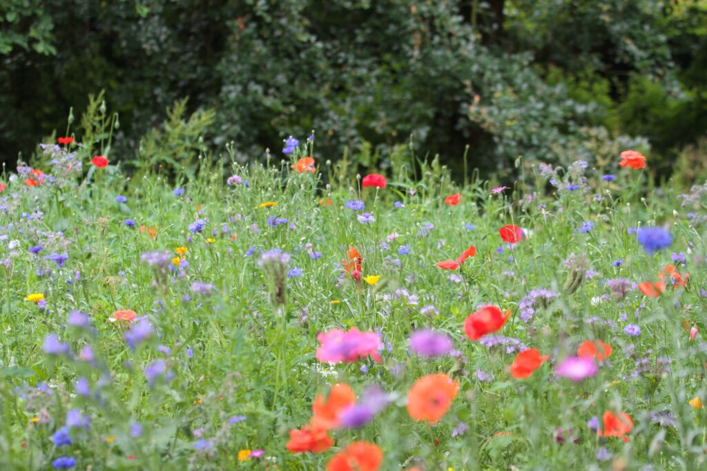 GM Green City tweet media