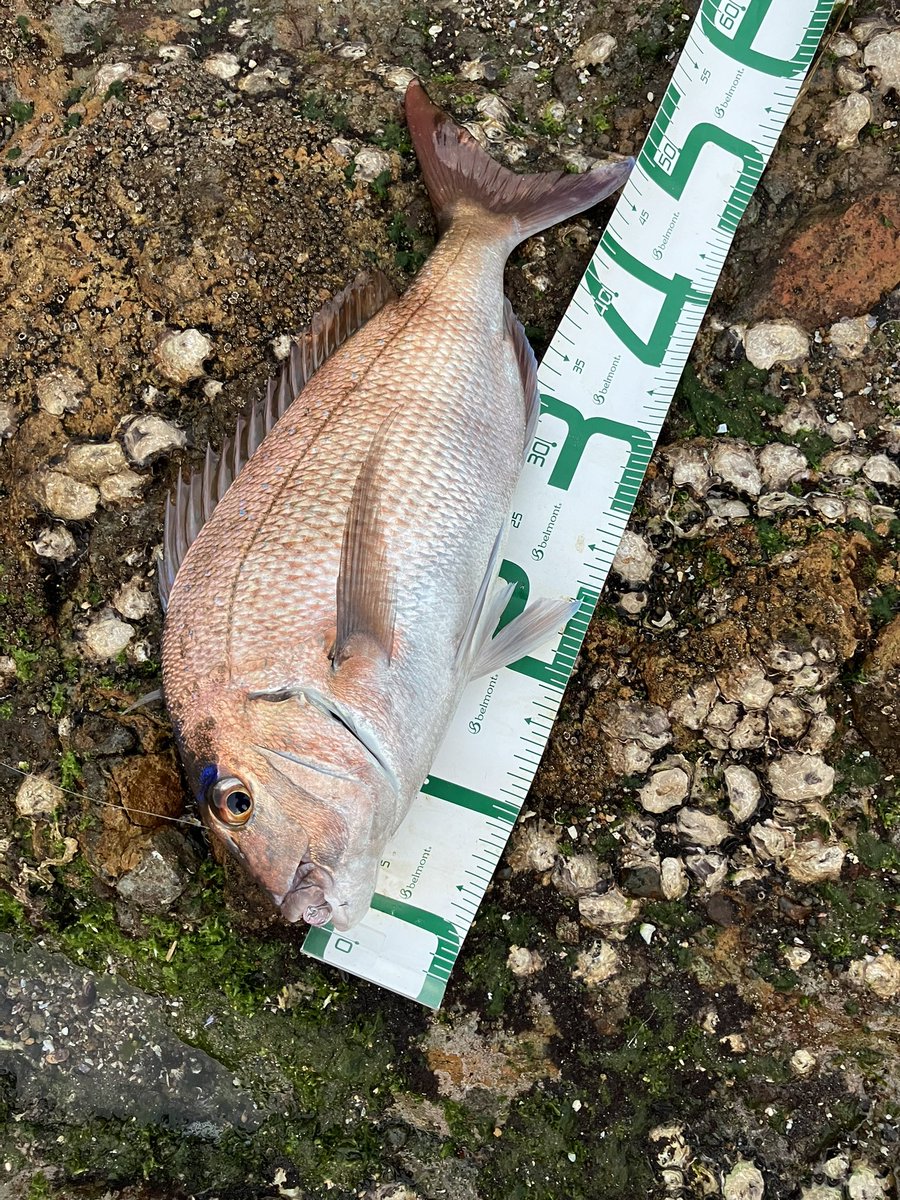 thuri_ngsk's tweet photo. 2024年2月の釣果😉
我ながら1ヶ月で色々釣れたな🐟スズキもヤズも何匹か釣れた。ほぼ平日は毎朝いきよるし🥶やっぱ長崎は冬がよく釣れる
 #２月を写真４枚で振り返る https://t.co/pxkbdGcLsc