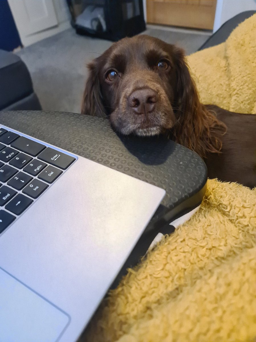 Does anyone else with a #cockerspaniel find it increasingly hard to concentrate when their big doe eyes are burning into the side of your head and their wagging tail is going 10 to the dozen? 🫣 I adore my little shadow but she's rather distracting this morning!