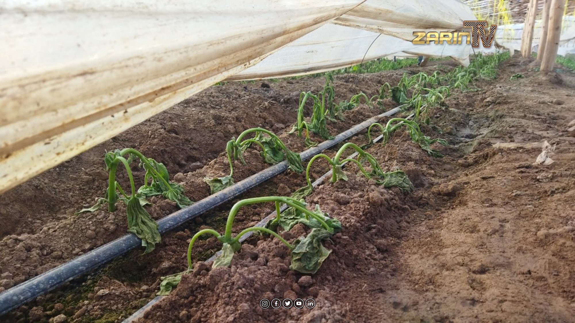 Destruction of more than a thousand greenhouses in Herat due to snowfall and cold weather