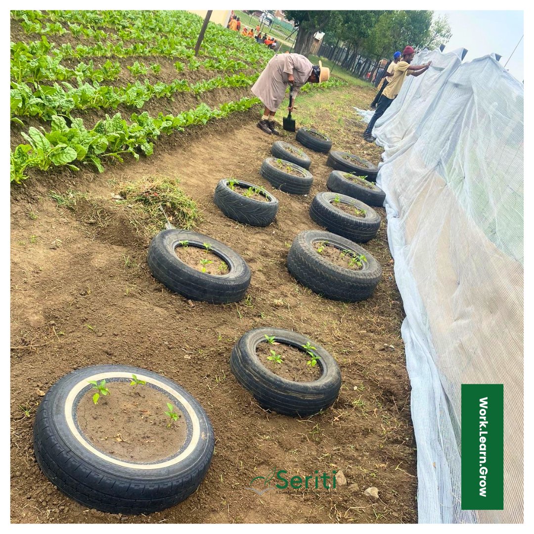 SeritiInstitute's tweet image. #workforcommongood #worklearngrow #sustainablefarming