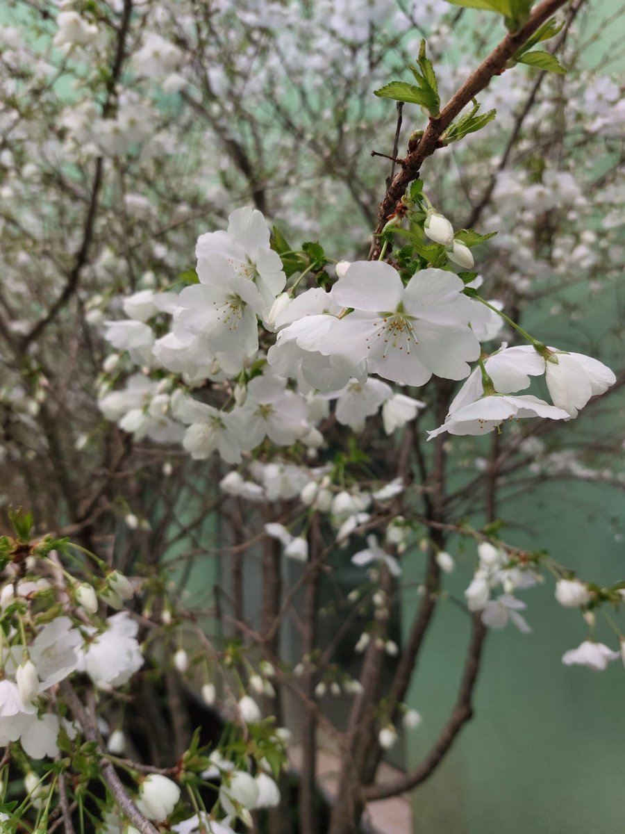 Just take a look at this beauty that has come into bloom this week in one of our clients courtyards – the Prunus Avium. #treeweek2024 #CherryMagic