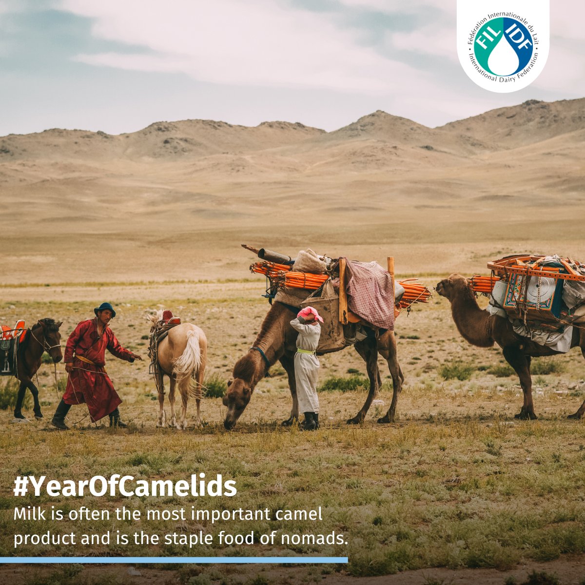 Did you know that camels are found in Africa and Asia and are kept mostly by nomads?

Milk is often the most important camel product and is the staple food of nomads.

🔗 Learn more: bit.ly/3OuLSxO

#WeAreDairy #ProudToBeDairy #YearOfCamelids #IYC2024 <a href="/FAO/">Food and Agriculture Organization</a>