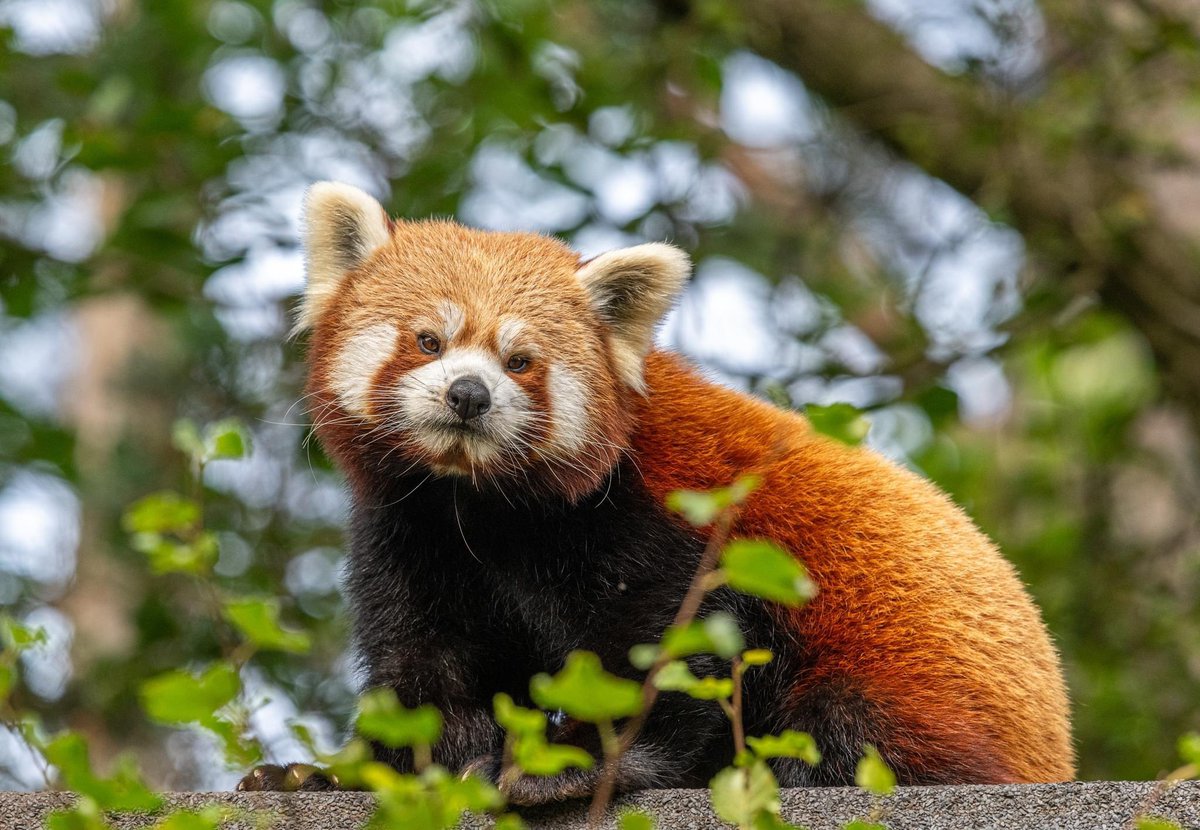 Back by popular demand 🗣️ 🎥 We return on Friday with another live video, this time from our red panda enclosure! Do you want to know what Rufio’s favourite food is? Then why not join our Head of Education, Adam and Carnivore Keeper, Emma live on Facebook this Friday at 3pm!