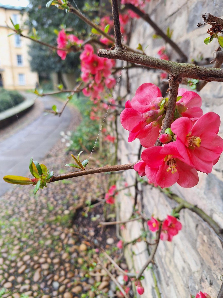 Beautiful red Chaenomeles – flowering quince, starting to flower in First Court, Christ’s College, Cambridge. Signs that Spring is slowly starting to appear.
🌸If you like gardens take a look at our gardens guide. 🌸
christscollegehospitality.co.uk/gardens-in-cam…
#spring #visitcambridge #redflowers