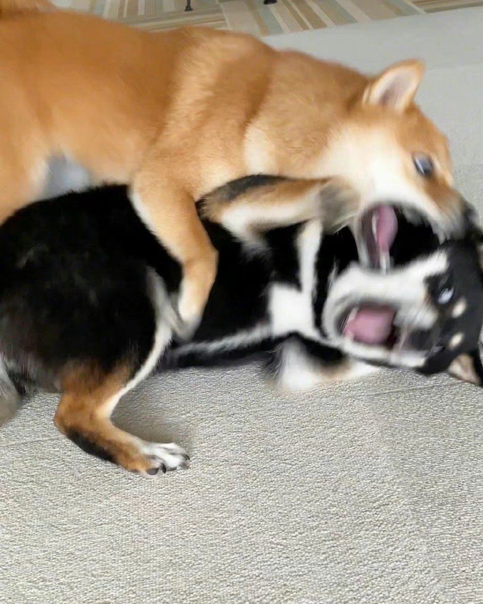 PetsFunny20860's tweet photo. FIGHT😂
#柴犬のいる暮らし #柴犬コイン #柴犬スティーブ #柴犬迷子 #柴犬スティーブch #柴犬好きさんと繋がりたい #DOG #ShibaInu https://t.co/9wc4dzhHAO