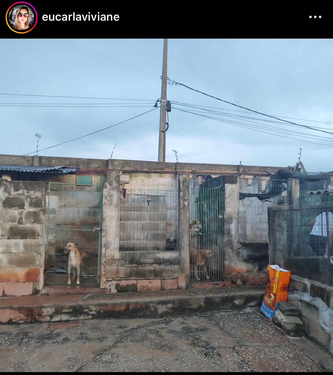 caogonhal's tweet photo. AJUDA PARA A SOS BICHOS

As chuvas que cairam ontem em pouso alegre destruíram parte do abrigo da ong que a @CarlaViviane preside. Eles precisam mto de ajuda pra poder consertar os estragos.

Doe qualquer valor para o PIX da ong:
09463512000169

Ajude com RT https://t.co/bDqeA4mQbw