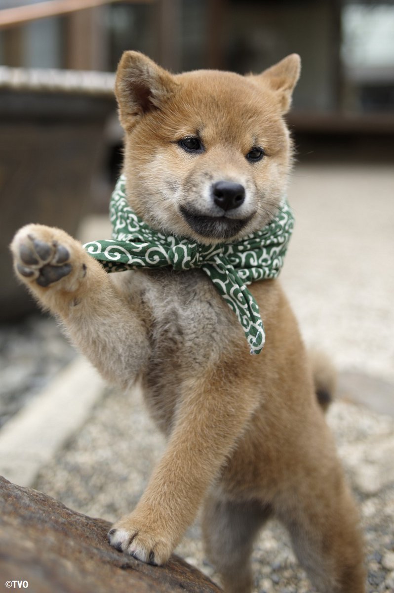 挙手する豆助。😚４代目豆助。 🐶youtu.be/f41zCsbVjaQ #柴犬 #豆助 #puppy #犬のいる暮らし