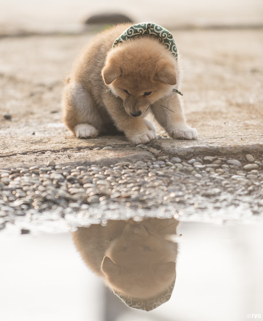 水たまりの豆助が気になる豆助。🥰１９代目豆助。 🐶youtu.be/XwfdKOHxjlg #柴犬 #豆助 #puppy #犬のいる暮らし