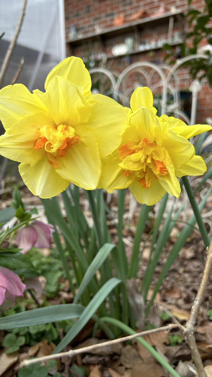 I love these double Daffodils planted near my patio 🧡💛😃

#Gardening #Flowers #Plants #Spring #FlowerPhotography #FlowerGardening #SpringBulbs #MyPatio