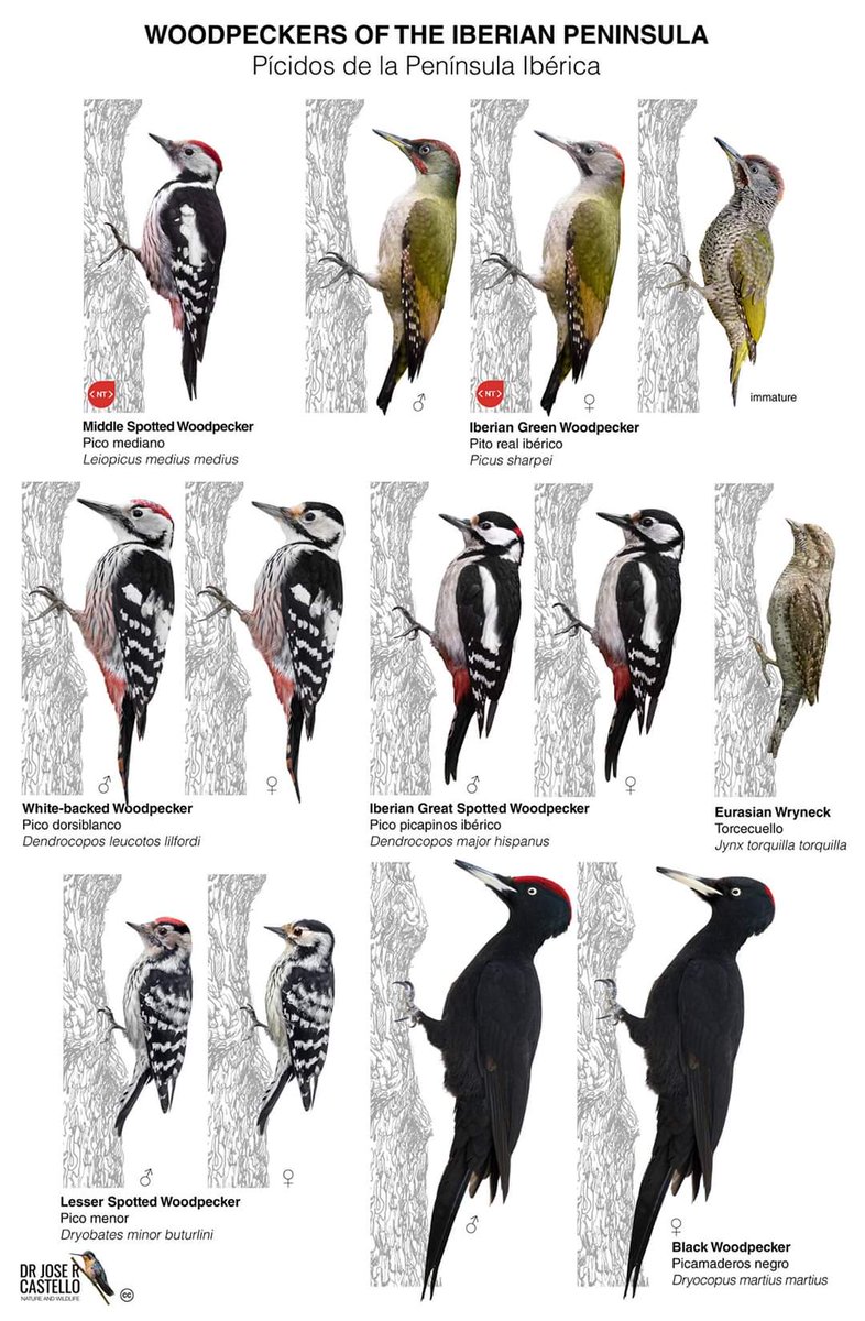 ¿Alguna vez habéis querido saber qué son los pícidos (Familia Picidae) y cuántos de ellos podemos ver en la península Ibérica?
Aquí nos los trae <a href="/doctor_castello/">Dr. Jose R. Castello</a> en una preciosa lámina para identificarlos a todos.

Picos, pitos, picamaderos y torcecuello. Joyas de nuestra fauna