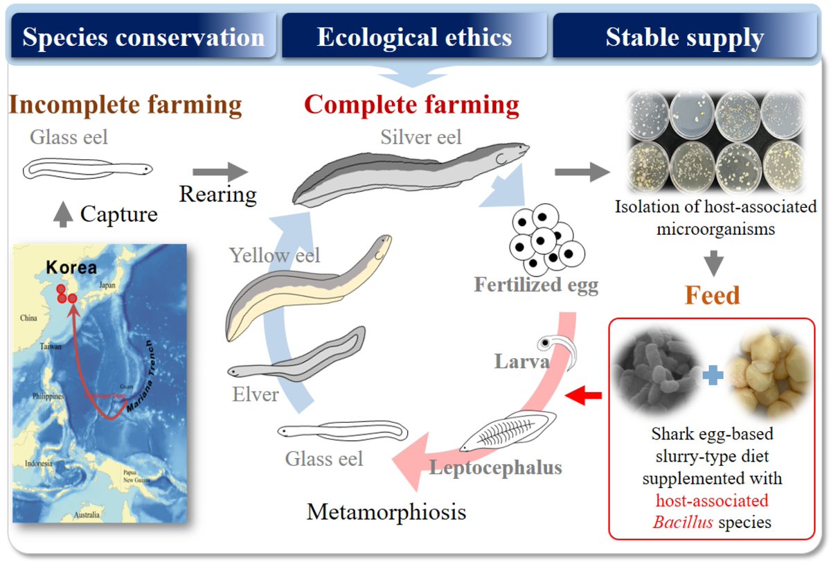 Fishes_MDPI's tweet image. 🥳 #FishesMDPI

🐟 &quot;Effect of Host-Associated #Bacillus_Supplemented #ArtificialDiets on #Growth, #SurvivalRate, and #GeneExpression in Early-Stage #EelLarvae (Anguilla japonica)&quot; by Won Je Jang et al.

🔗 mdpi.com/2410-3888/8/5/…

📌 #eel #probiotics
