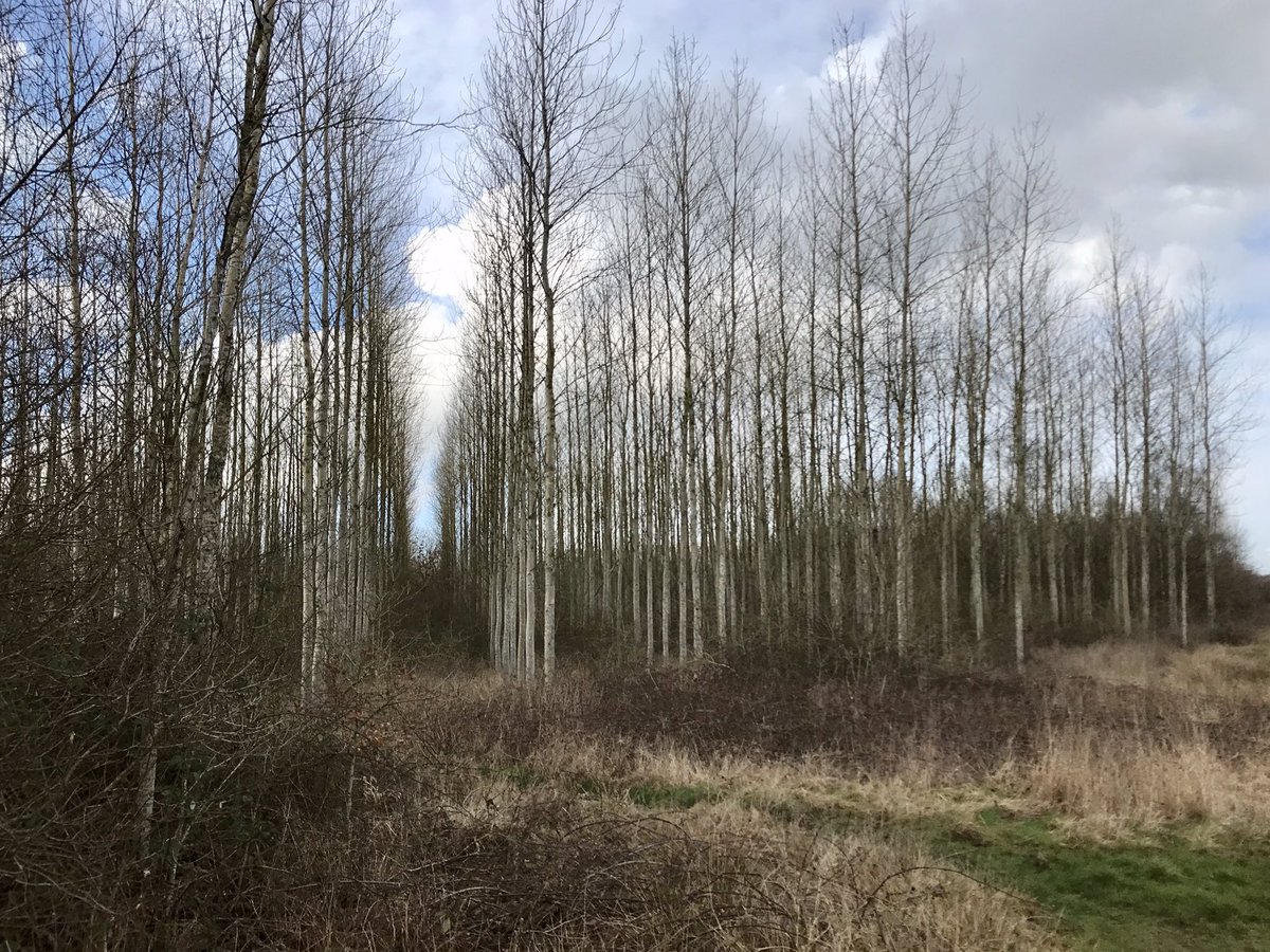 Walking in @NatForestCo south of #Swadlincote South Derbyshire a former post-extractive #landscape (#clay not #coal) slowly regenerating 
#industriallandscape #explore