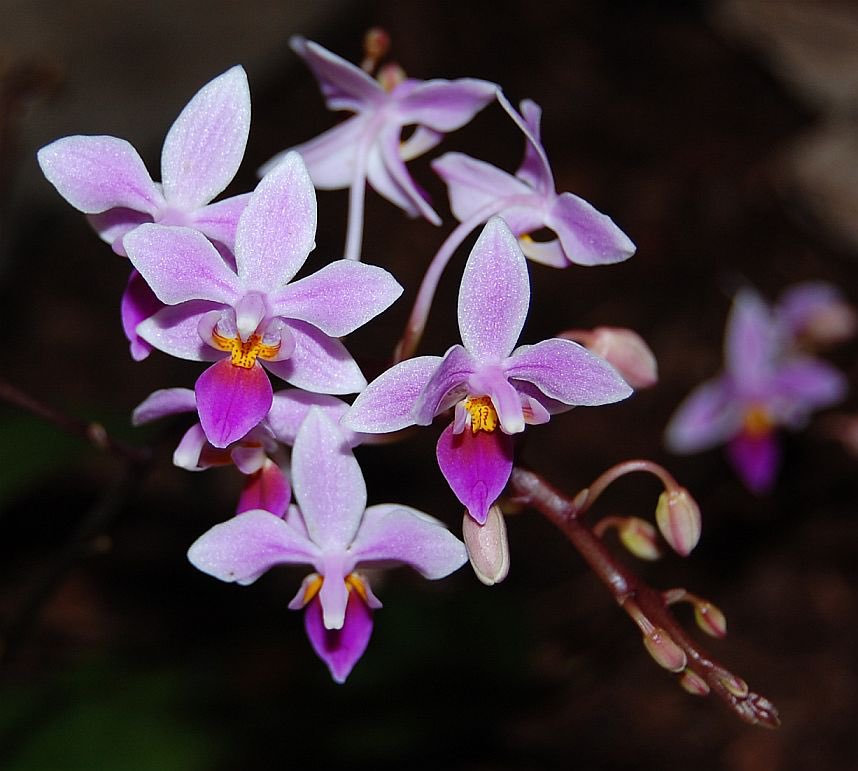 Epiphytic orchids have bulky, green roots. We demonstrate that Phalaenopsis roots are photosynthetically active and produce enough oxygen to prevent root hypoxia publish.csiro.au/fp/pdf/FP23227