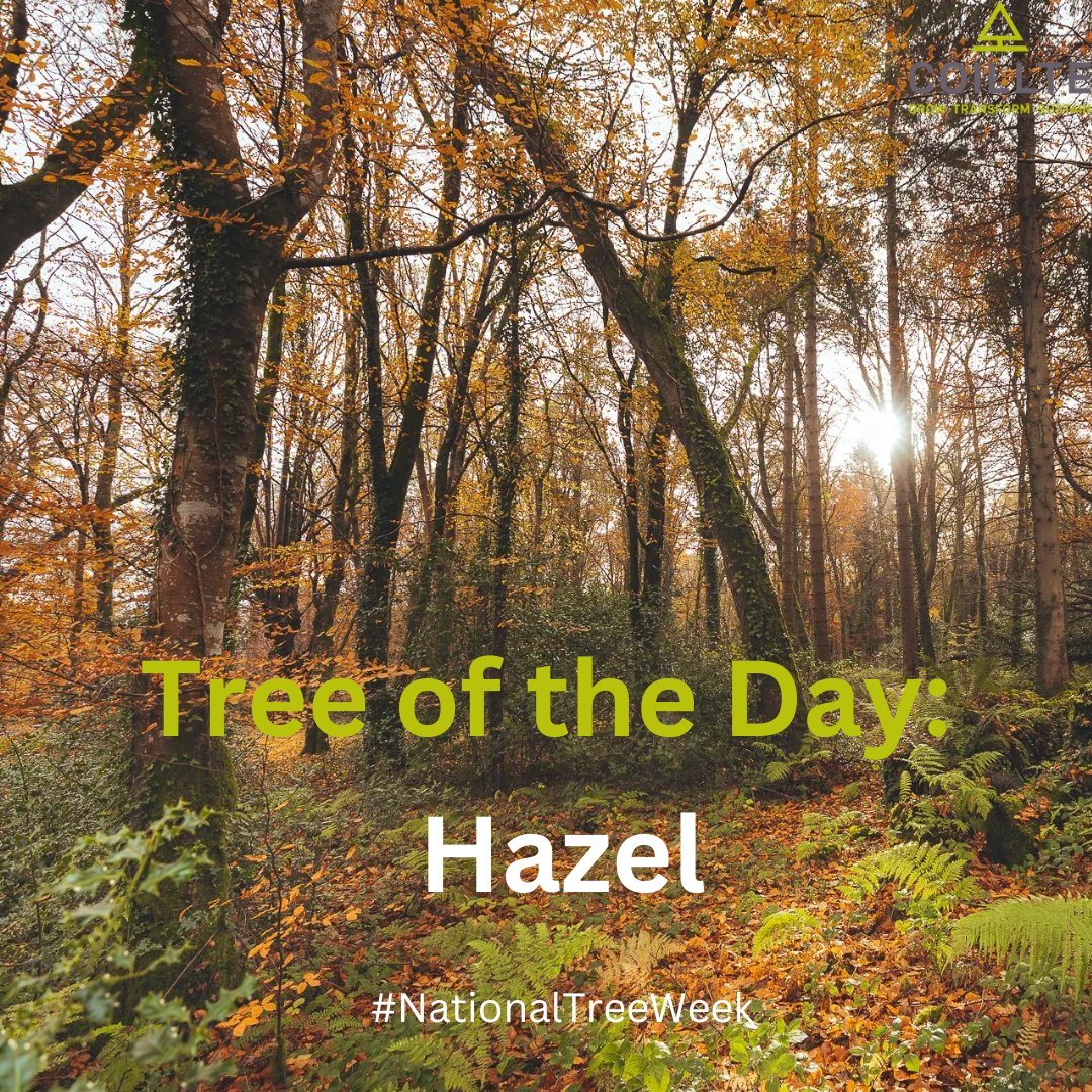 Coillte (@coilltenews) on Twitter photo This tree is considered to be a symbol of wisdom and knowledge in ancient Irish culture.
Check out the Hazel tree🧵
#NationalTreeWeek
<a href="/3CounciI/">Tree Council of Ireland</a> This tree is considered to be a symbol of wisdom and knowledge in ancient Irish culture.
Check out the Hazel tree🧵
#NationalTreeWeek
<a href="/3CounciI/">Tree Council of Ireland</a>