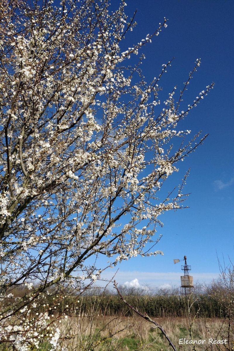 Amongst the rainy days, we have seen some gorgeous blue skies recently! Whilst enjoying the weather, our colleague Ellie captured the frothy blossom which has recently bloomed at #LowerSmiteFarm 🌸